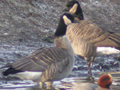 Richardson's Cackling Geese